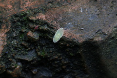 Petalocephala