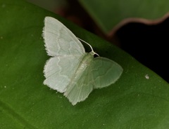 Idiochlora minuscula