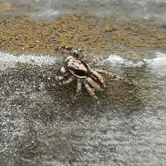 Menemerus bivittatus