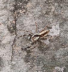 Menemerus bivittatus