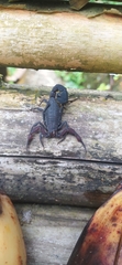 Tityus pachyurus