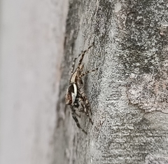 Menemerus bivittatus