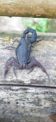 Tityus pachyurus