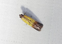 Piesmopoda semilutea