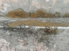 Menemerus bivittatus