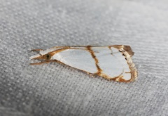 Pseudargyria interruptella