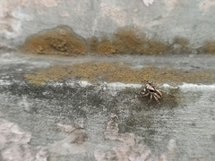 Menemerus bivittatus