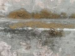 Menemerus bivittatus