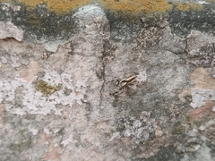 Menemerus bivittatus