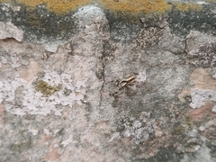 Menemerus bivittatus