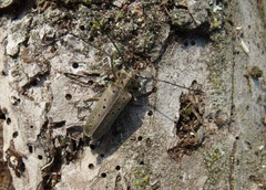 Saperda punctata