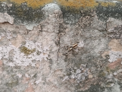 Menemerus bivittatus