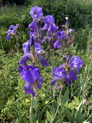 Iris pallida