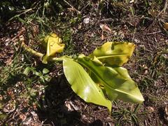 Scadoxus multiflorus multiflorus
