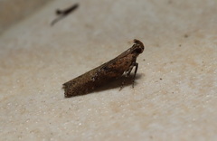 Macrobathra nephelomorpha