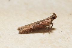Macrobathra nephelomorpha