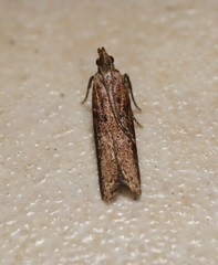 Macrobathra nephelomorpha