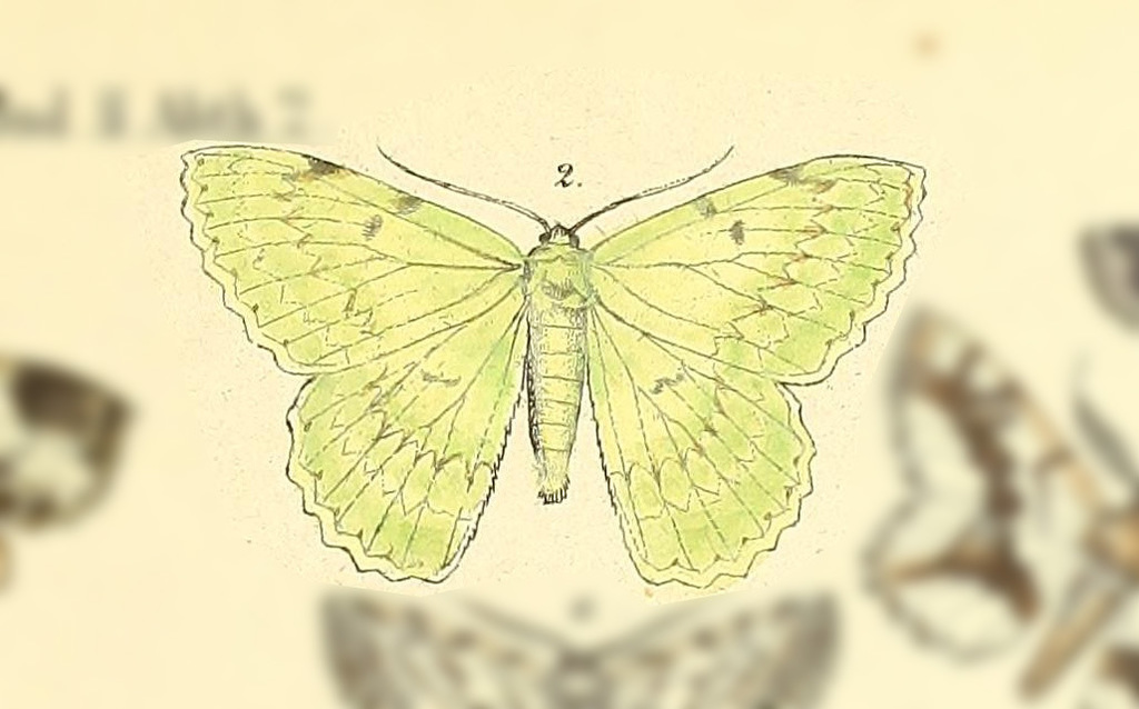 Actenochroma
