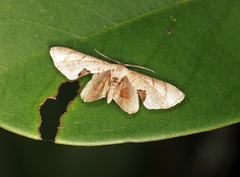 Phazaca leucocera