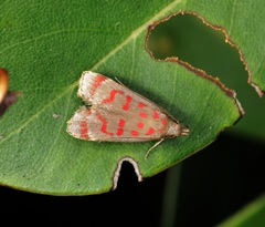 Dichomeris sandycitis