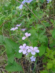 Geranium igoschinae