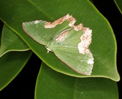 Eucyclodes albisparsa