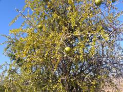 Vangueria madagascariensis