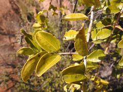 Vangueria madagascariensis