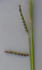 Urochloa brizantha
