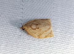 Adoxophyes privatana