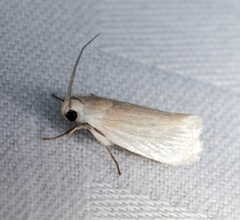 Athrypsiastis salva