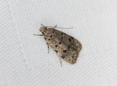 Autosticha calceata