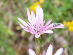 Scorzonera purpurea