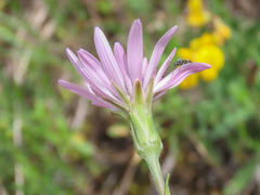 Scorzonera purpurea
