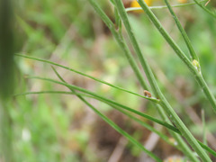 Scorzonera purpurea