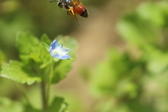 Andrena labiata