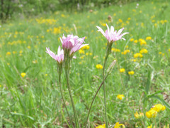 Scorzonera purpurea