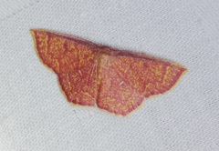 Chrysocraspeda miniosa