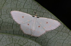 Comostola meritaria