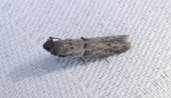 Copamyntis leptocosma