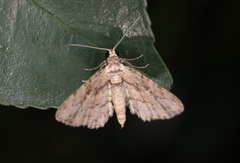 Gymnoscelis biangulata