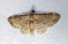 Gymnoscelis taprobanica