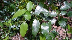 Monanthotaxis caffra