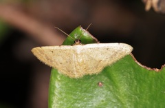 Idaea ptyonopoda