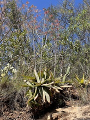 Aloe branddraaiensis