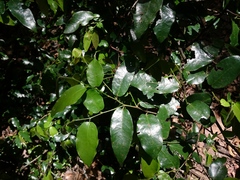 Monanthotaxis caffra