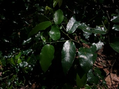 Monanthotaxis caffra