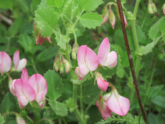 Ononis rotundifolia