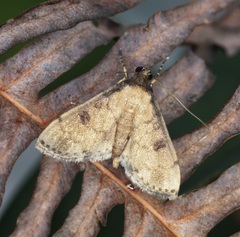 Nacoleia charesalis