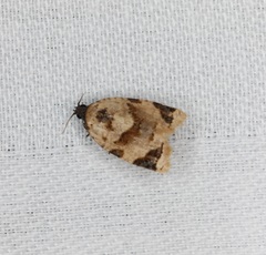 Neocalyptis liratana